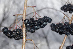 Image of Chokeberry in Winter