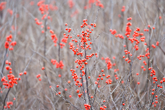 Image of Winterberry