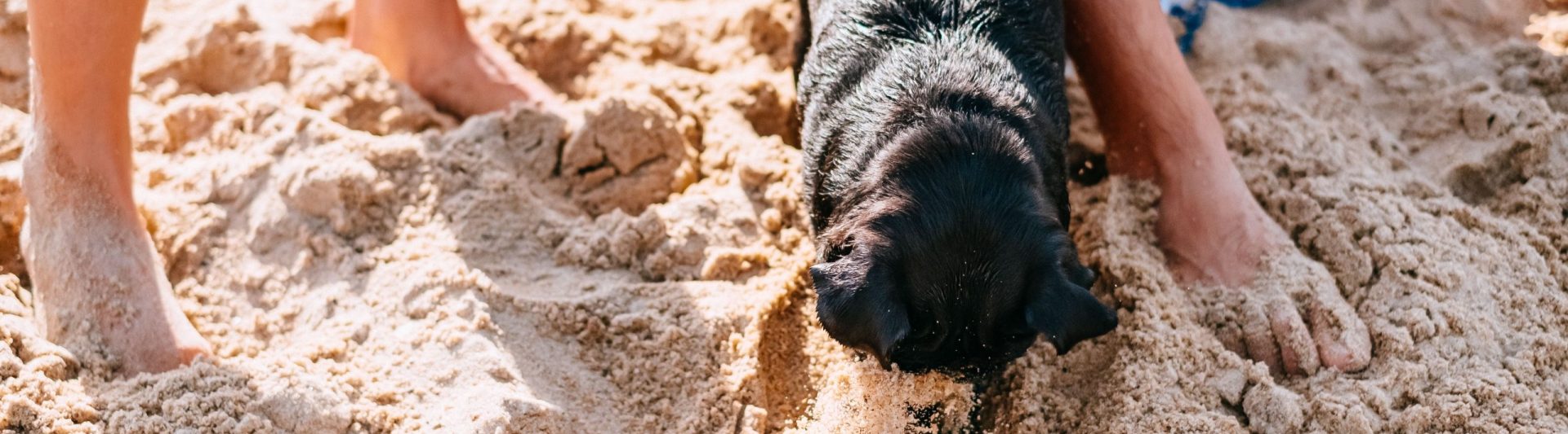 pexels-freestocks-18254571 A black pug digging into the sand at the beach with its nose near a yellow ball, flanked by human legs
